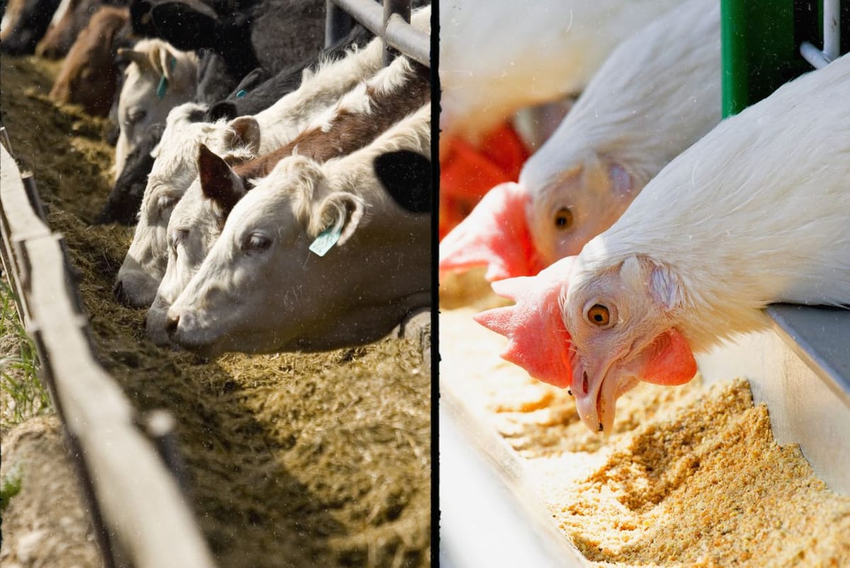 Chicken Liver Hydrolysate powder manufacturer